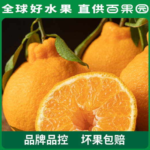 PAGODA百果园 不知火·丑橘（中大）9斤彩箱装（果径80mm+） 商品图0