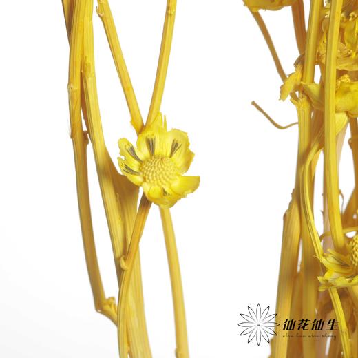永生花材 | 相思梅黄色 商品图3
