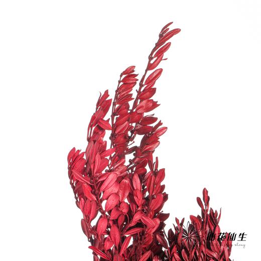 永生花材 | 黄杨牡丹酒红色 商品图2
