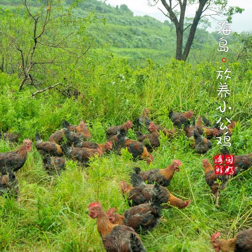 【闹妈】海岛原生态山地放养童子鸡4个月第3批包邮江浙沪皖 商品图2