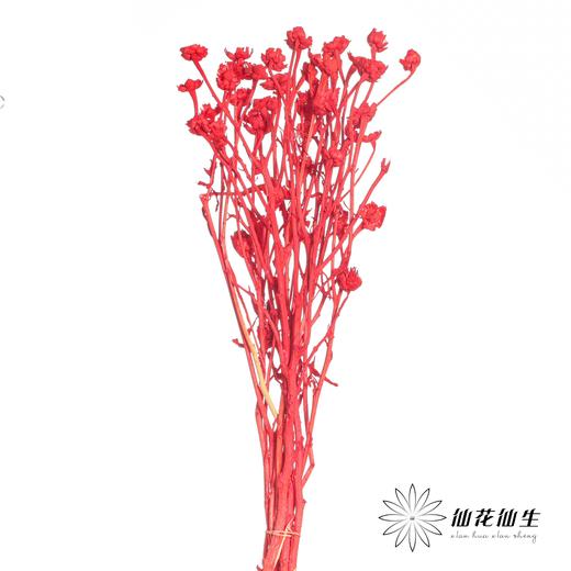 永生花材 | 相思梅红色 商品图0