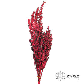 永生花材 | 黄杨牡丹酒红色