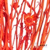 永生花材 | 相思梅橙色 商品缩略图2