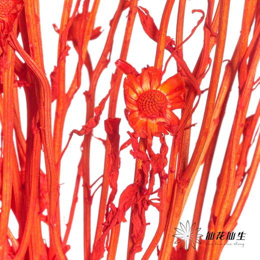 永生花材 | 相思梅橙色 商品图2