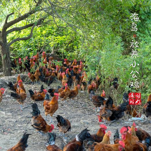 【闹妈】海岛原生态山地放养童子鸡4个月第3批包邮江浙沪皖 商品图1
