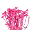 永生花材 | 相思梅玫红 商品缩略图1