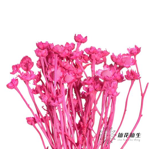 永生花材 | 相思梅玫红 商品图1