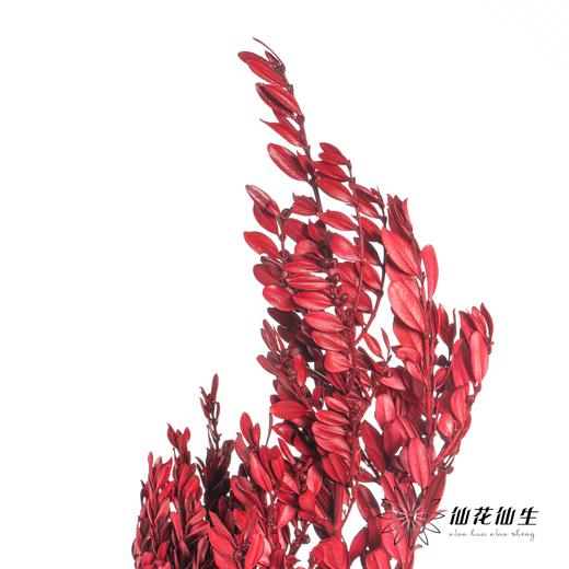 永生花材 | 黄杨牡丹酒红色 商品图3