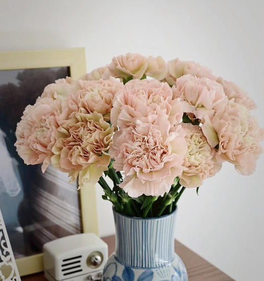 国产花材-【康乃馨】雷格马龙 商品图0