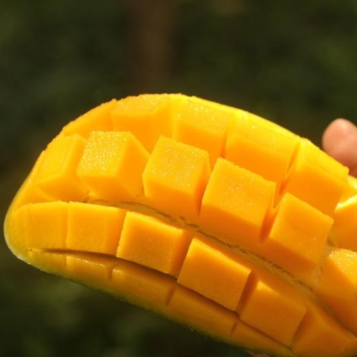 【大青芒】肉厚细腻爆汁高甜、奶油般顺滑无纤维 核薄可食率90%以上，不打药 自然生长，生吃甜品饮品沙拉 商品图1