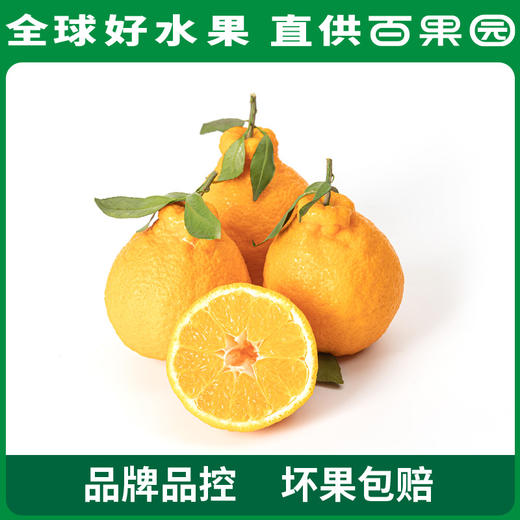 PAGODA百果园 不知火·丑橘（中大）9斤彩箱装（果径80mm+） 商品图2