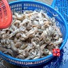 闹妈海鲜】舟山鲜活大皮皮虾虾姑濑尿虾富贵虾保鲜不保活公母混搭 商品缩略图2