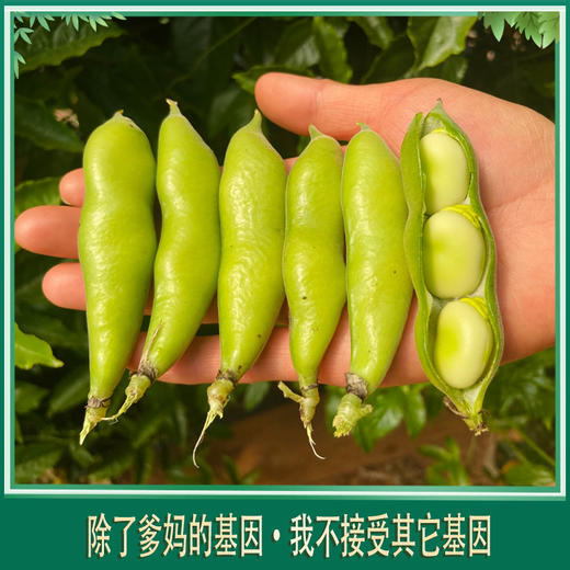 合作 | 带皮蚕豆 2斤  产地：云南 商品图3