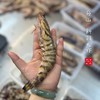 【闹妈海鲜】[冻发]舟山大竹节虾400g/盒 各种规格 会存在软壳现象 商品缩略图1