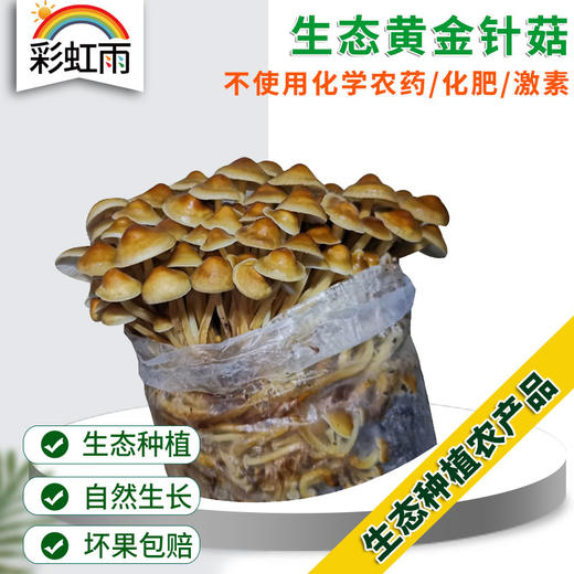 生态蔬菜 黄金针菇新鲜200g京津冀满百包邮 商品图0