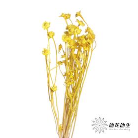 永生花材 | 相思梅黄色
