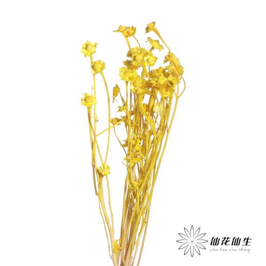 永生花材 | 相思梅黄色 商品图0