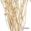 永生花材 | 相思梅白色 商品缩略图2