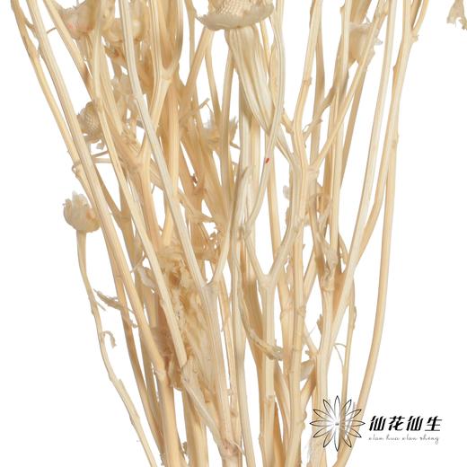 永生花材 | 相思梅白色 商品图2