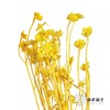 永生花材 | 相思梅黄色 商品缩略图4