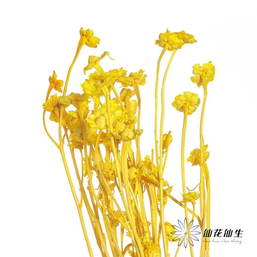 永生花材 | 相思梅黄色 商品图4