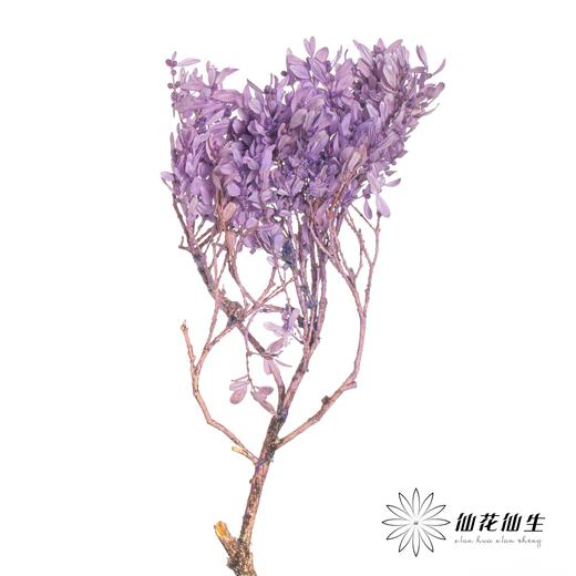 永生花材 | 黄杨牡丹紫色 商品图2