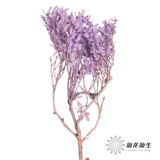 永生花材 | 黄杨牡丹紫色 商品图0