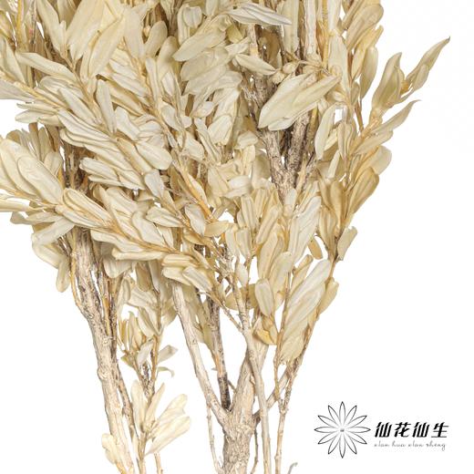 永生花材 | 黄杨牡丹白色 商品图2