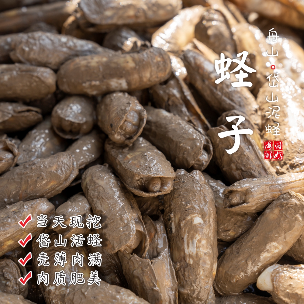 【闹妈】舟山热气鲜活蛏子带泥蛏子当天现挖 400g/盒25个左右不包活