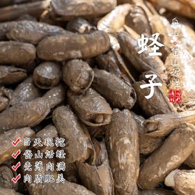 【闹妈】舟山热气鲜活蛏子带泥蛏子当天现挖 400g/盒25个左右不包活