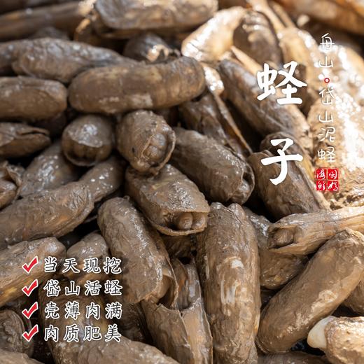 【闹妈】舟山热气鲜活蛏子带泥蛏子当天现挖 400g/盒25个左右不包活 商品图0