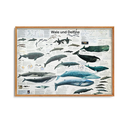 伽罗 JALO 国外原版海报（孤品） 商品图3