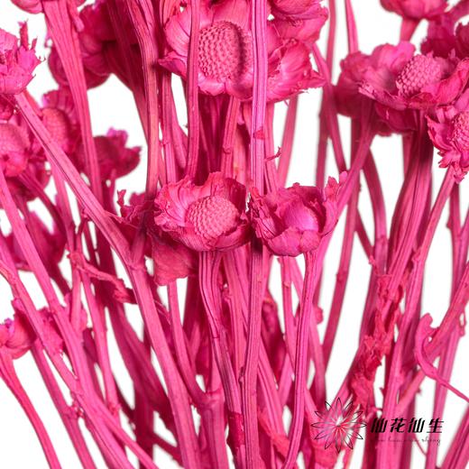 永生花材 | 相思梅玫红 商品图2