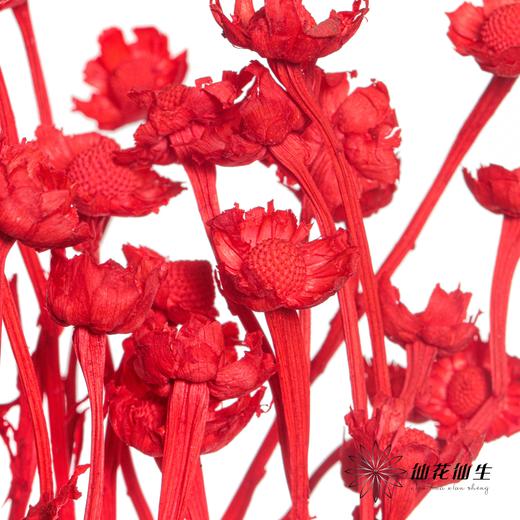 永生花材 | 相思梅红色 商品图2