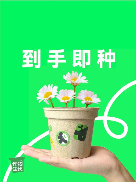 作物生长盆栽产品系列 商品图8