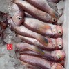 【闹妈海鲜】[热气]舟山深海船红马头鱼，葱油清蒸超美味 商品缩略图1