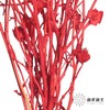 永生花材 | 相思梅红色 商品缩略图1