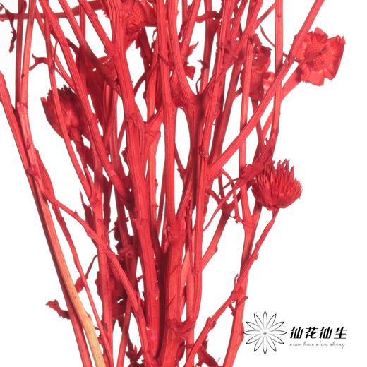 永生花材 | 相思梅红色 商品图1