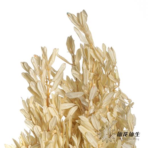永生花材 | 黄杨牡丹白色 商品图1