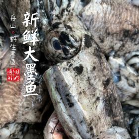 【闹妈海鲜】[鲜冻]舟山野生原汁大墨鱼，季节货嫩嫩嫩/各种规格