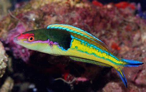 五彩铅笔龙 商品图0