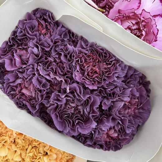 国产花材-【康乃馨】野马 商品图1