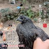 闹妈】2025年海岛原生态山地放养10个月黑羽乌骨鸡上市了 商品缩略图0