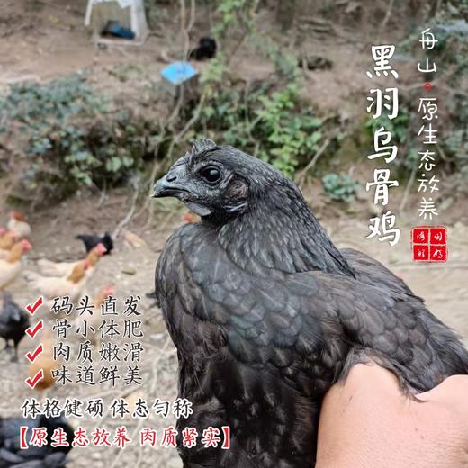 闹妈】2025年海岛原生态山地放养10个月黑羽乌骨鸡上市了 商品图0