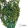 永生花材 | 黄杨牡丹绿色 商品缩略图1
