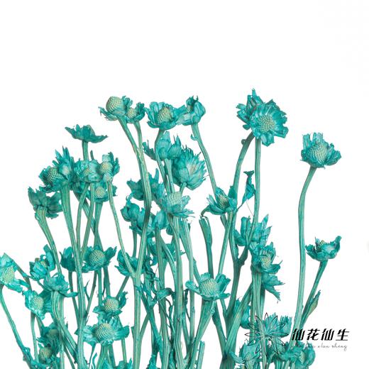 永生花材 | 相思梅蒂芙尼蓝 商品图3