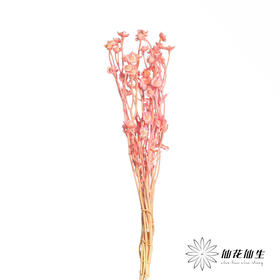 永生花材 | 相思梅粉色