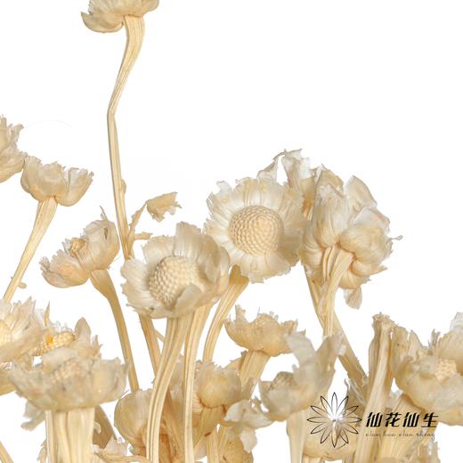 永生花材 | 相思梅白色 商品图1