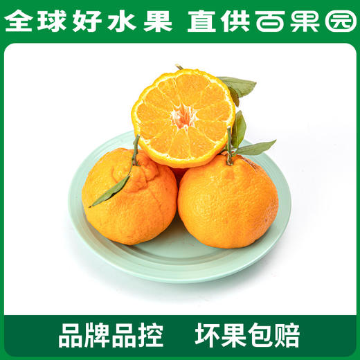PAGODA百果园 不知火·丑橘（中大）9斤彩箱装（果径80mm+） 商品图3