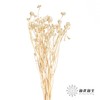 永生花材 | 相思梅白色 商品缩略图0